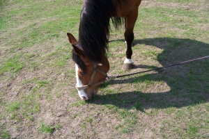 Koń który je trawę